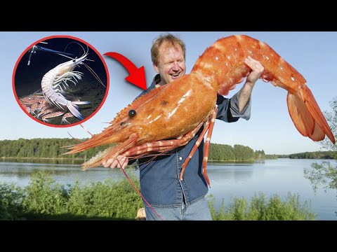 Видео: Это Самая Большая Креветка в Мире