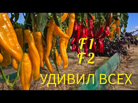 Видео: ОБЗОР ПЕРЦЕВ С ИЗЮМИНКОЙ.F1.F2.Сравнение. Перец формы капия.Томаты, лук, чеснок, капуста, баклажаны.