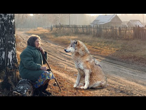 Видео: Обманутая старушка осталась одна во всей деревне и уже отчаялась, пока не повстречала волка
