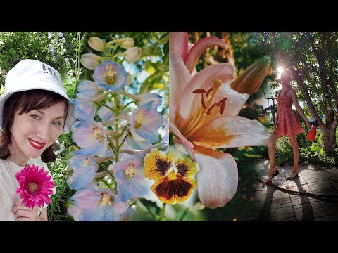 Видео: Работы в саду. Цветы из семян что выросло.  от А до Я. Томаты. Тыква. Капуста