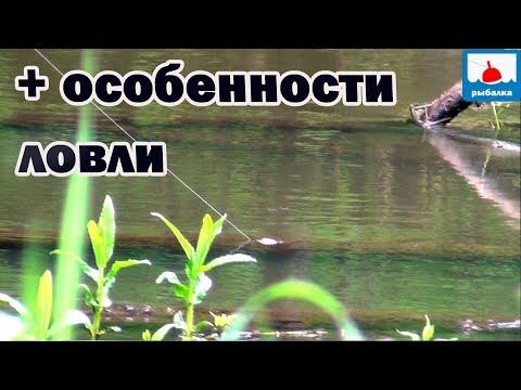 Видео: Поймать крупного  голавля на майского жука на малорыбной, многорыбаковой и браконьерской речке