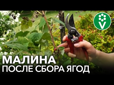 Видео: МАЛИНА ПОСЛЕ СБОРА УРОЖАЯ: сделайте это обязательно!