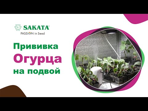 Видео: Прививка огурца на подвой #какпривитьогурец #выращиваниеогурца #урожайныйогурец #подвойдляогурца