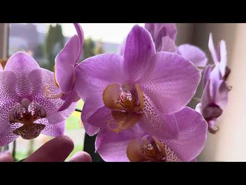 Видео: ОРХИДЕИ 🌸🌸🌸, на западных окошках, ищу цветаносы , знакомлю с сортами ( часть 1)