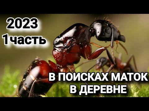 Видео: В поисках маток в деревне 2023 (1 часть). #МуравьиЯрославль