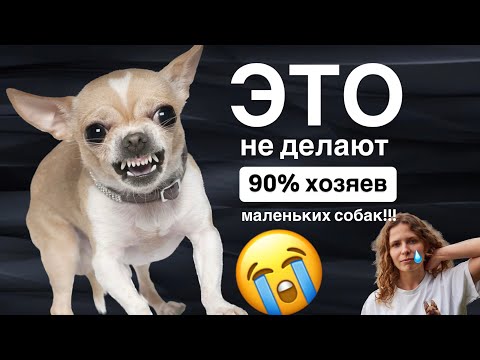 Видео: Все чихуахуа злые? Как воспитывать маленьких собак? Разговор с кинологом