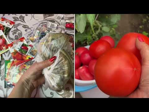 Видео: Сею Помидоры ТОЛЬКО ТАК Супер Способ Рассада без пикировки
