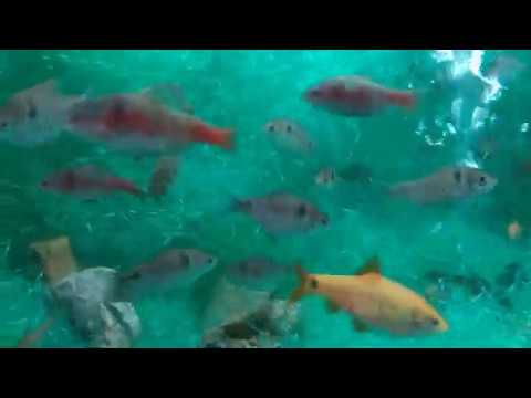 Видео: Нерестовик для барбусов на 400 литров! Ответы на вопросы зрителей.