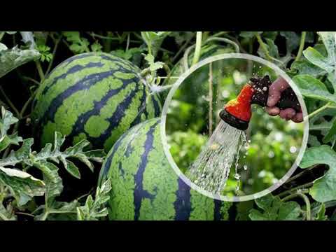 Видео: Полив арбузов. Как поливать арбузы в открытом грунте?