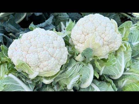 Видео: СИФАТИ БЎЙИЧА БОЗОРДА ЯҚҚОЛ ЛИДЕР ЯНГИ ГУЛКАРАМ ДУРАГАЙИ- АРДЕНТ