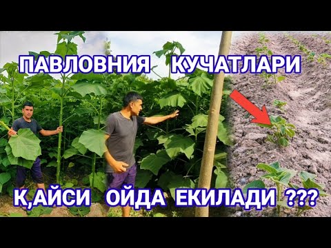 Видео: #павлония. Павловния  Кучатлари  Хакида 100% Малумот....