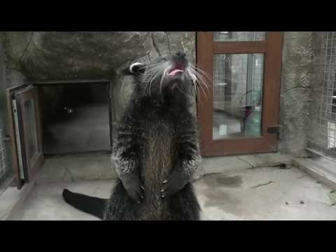 Видео: Фотомодели Бинтуронги! Приветы Оле БахчисарайЗоо Binturongi Fashion Models Hello Ole BakhchisarayZoo