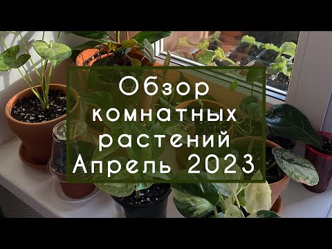 Видео: Обзор комнатных растений / Апрель 2023