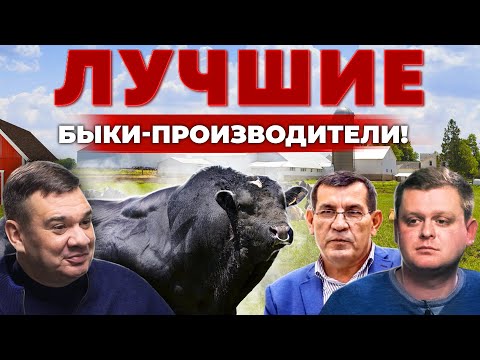 Видео: Лучший бык-осеменитель для молочной фермы! Как генетика повышает доход с коровы? Андрей Даниленко