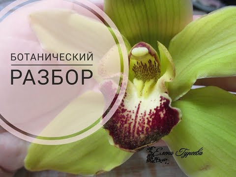 Видео: Орхидея Цимбидиум..Разбор цветка.Видеоразбор цветов от Елены Гуреевой.