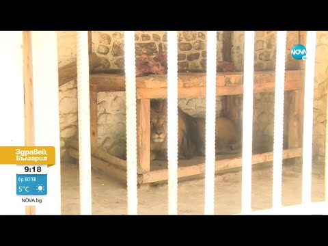 Видео: При какви условия се отглеждат животните в зоопарка в Кюстендил - Здравей, България (20.08.2021)