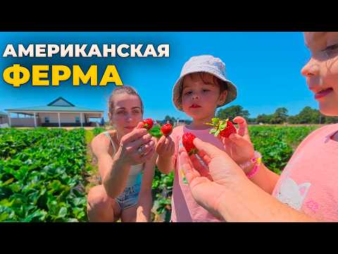 Видео: ФЕРМА vs МАГАЗИН США: сколько ЗАРАБАТЫВАЮТ в Trader Joe?