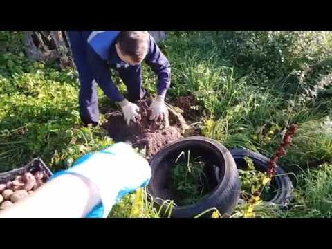 Видео: Картофель в покрышке.