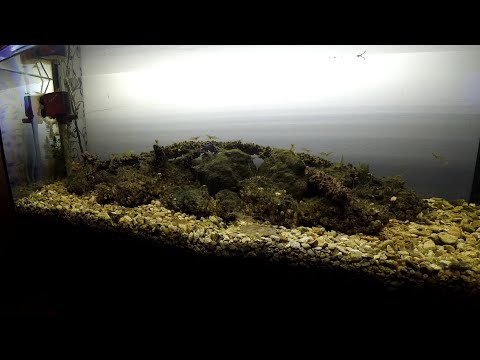 Видео: Лиман в аквариуме запуск креветок полимонов/Estuary in the aquarium launching shrimp polymon