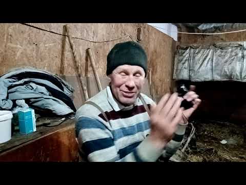 Видео: Про запахи в коровнике.