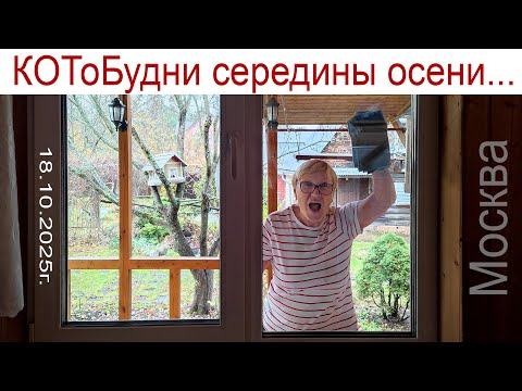 Видео: Стучится в стёкла середина осени, смывая лета выцветшую пыль или КОТоБудни середины осени...
