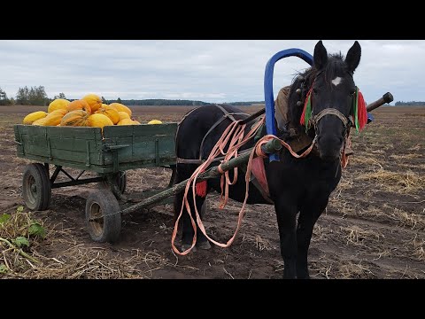 Видео: ЛОШАДИ🐎ГАРБУЗЫ ЗАГРУЗИЛ, АЗА МОЛОДЕЦ, СТОИТ, ЖДЁТ КАК ВКОПАНАЯ🐴👍