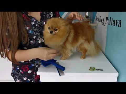 Видео: Домашний уход за шерстью шпица🐕