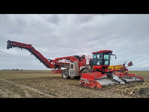 Видео: Погрузка свеклы / HOLMER Terra Felis 2 / БЕЛАРУС 3022 / DAF 95XF, МАЗ-MAN 543268 и другие