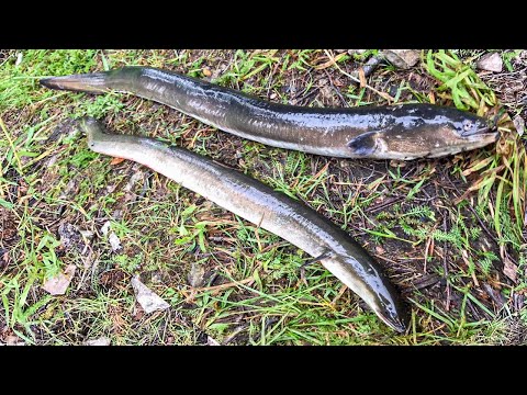 Видео: РЫБАЛКА НА УГРЯ ЛЕТОМ | КАК И НА ЧТО КЛЮЕТ УГОРЬ, СНАСТЬ НА УГРЯ | zutis cope Lielupē