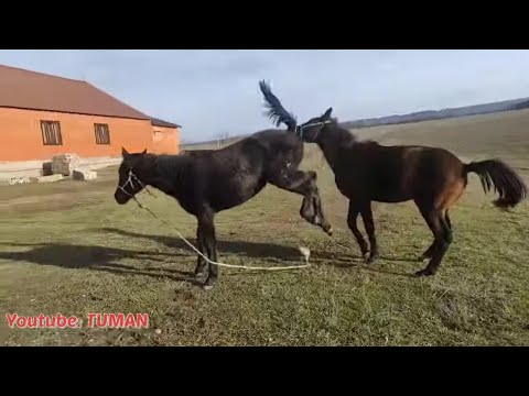 Видео: Прогулка С Жеребенком, разборки Лахиба.
