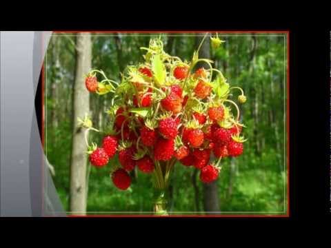 Видео: ГАЛИНА КУЗОРО (ПЧЁЛКА) = ВИКТОР ДАВИДЗОН = КАЗАХСТАН.wmv