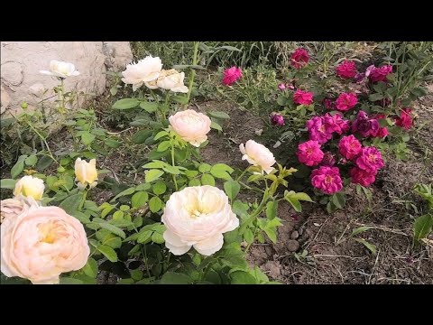 Видео: Розы и тёплое кубанское лето🌞  t +50🌡️ Какие же сорта держат жару?