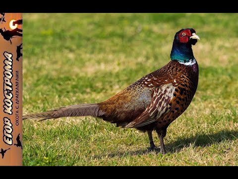 Видео: Охота на фазана, сезон в разгаре. Вечерка на разливе. Конец октября 2021г.