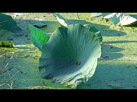 Видео: Лотосы Сентября. Улица Кирпичная. Тавричанка 07.09.2025