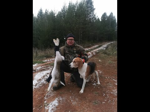 Видео: Охота с эстонской гончей на зайца по пестрой тропе 28.10.2023