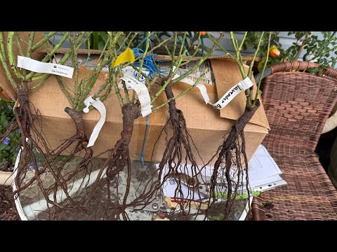 Видео: Сиреневые розы из питомника Мокароза🪴💜🪴💜🪴