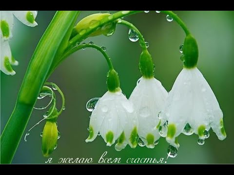 Видео: Молитва за мир во всем мире! Live 14.11.2025