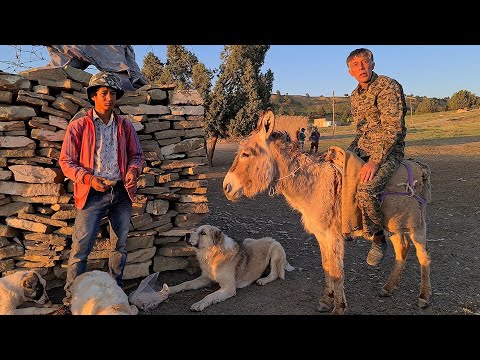 Видео: старый Нохур истинные чабанские собаки!
