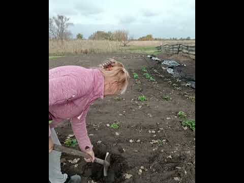 Видео: Досаджую полуницю.