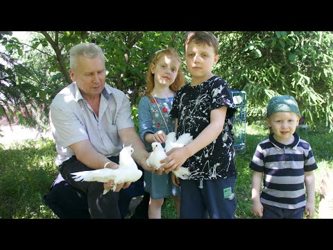 Видео: Омские белые хохлатые статные голуби Жогликова Александра Ивановича.