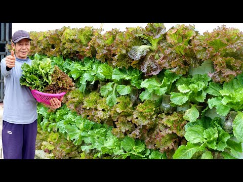 Видео: Удивительный вертикальный сад, выращивание овощей на стене, чтобы обеспечить семью