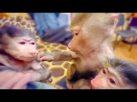 Видео: СМЕХ да и только! Люся так смешно принимает Маню в наш ЖЕНСКИЙ КОЛЛЕКТИВ, а Влад со Стёпой ОТДЫХАЮТ)