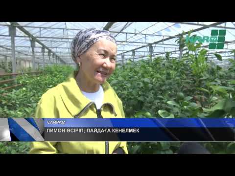 Видео: ЛИМОН ӨСІРІП; ПАЙДАҒА КЕНЕЛМЕК