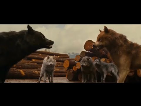 Видео: Волки - Руслан Добрый,Tural Everest 🔥🔥🐺🐺#волкимывночныхлесах#русландобрый #turaleverest #turan