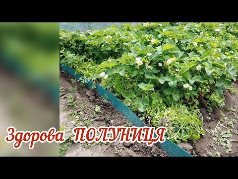 Видео: ПОЛУНИЦЯ  БЕЗ ШКІДНИКІВ  І БУР'ЯНІВ  ( мій досвід ) //  користь гірчиці .