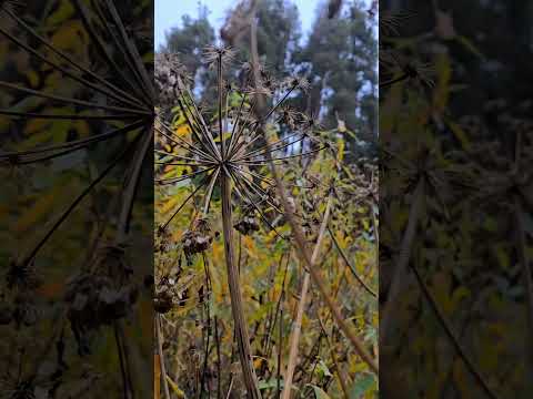 Видео: Куда пойти в Алматы