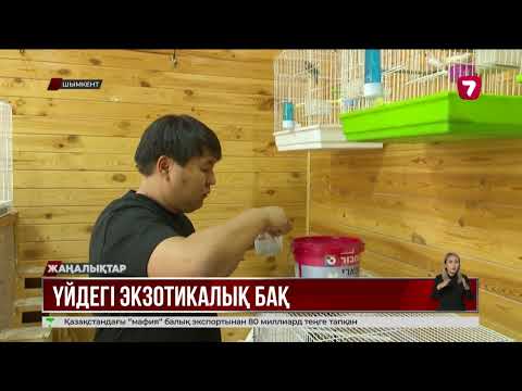 Видео: «Очередная съёмка с телеканалом про птиц 🐦. Спасибо за поддержку всем птицеводам!»