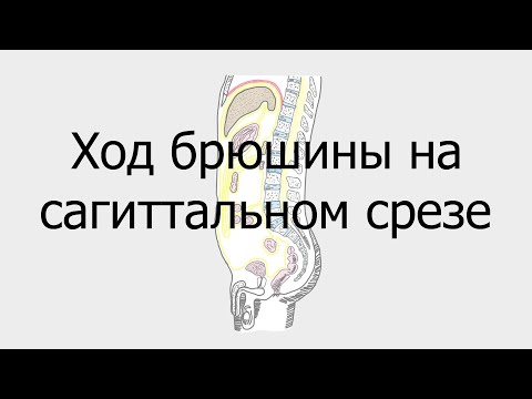 Видео: Ход брюшины