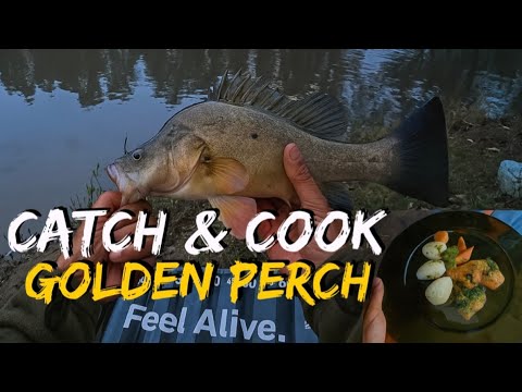 Видео: Поймай и приготовь золотистого окуня. Является ли желтобрюхий окунь самой вкусной рыбой?