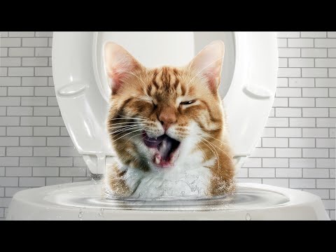 Видео: Как приучить кошку к унитазу. Ошибки